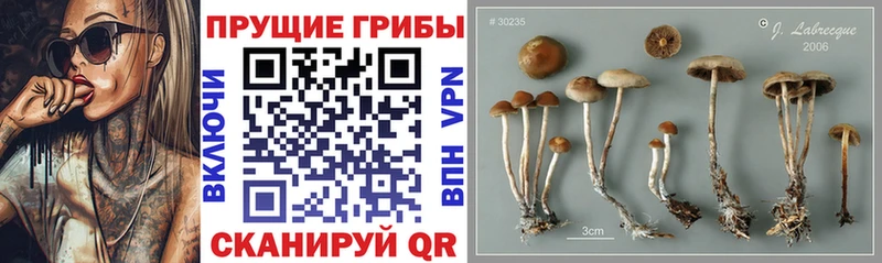 Псилоцибиновые грибы мухоморы  KRAKEN как зайти  Ардатов 